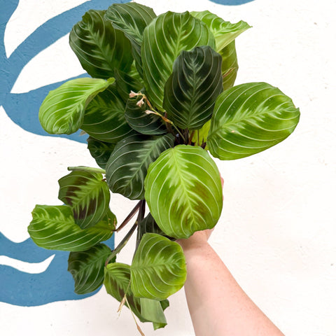 Maranta Leuconeura 'Shadow' - Prayer Plant - Sprouts of Bristol