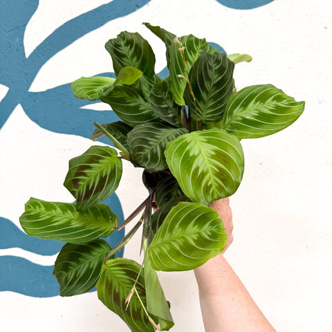 Maranta Leuconeura 'Shadow' - Prayer Plant - Sprouts of Bristol