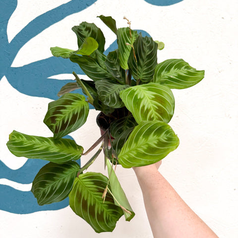 Maranta Leuconeura 'Shadow' - Prayer Plant - Sprouts of Bristol
