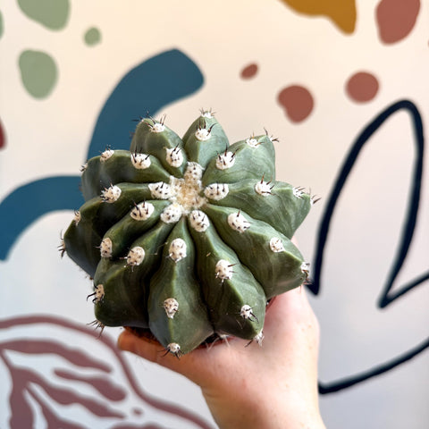 Melocactus maxonii ‘Inermis’ – Spineless Turk’s Cap Cactus - Sprouts of Bristol