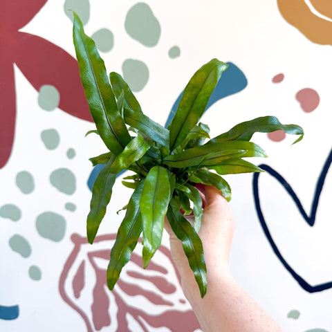 Microsorum pteropus – Java Fern - Sprouts of Bristol