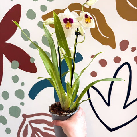 Miltonia - White Pansy Orchid - Sprouts of Bristol