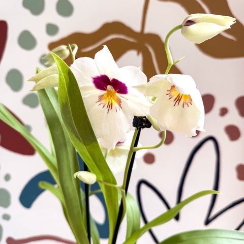 Miltonia - White Pansy Orchid - Sprouts of Bristol