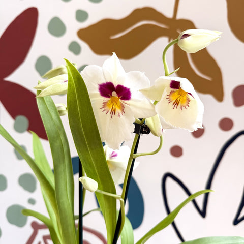 Miltonia - White Pansy Orchid - Sprouts of Bristol
