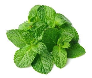 Mint Herb Garden Seedball Tubes - Sprouts of Bristol