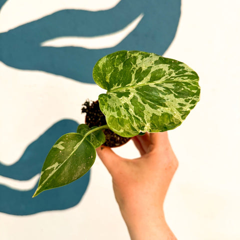 Monstera deliciosa ‘Bulbasaur’ - Sprouts of Bristol