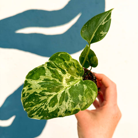 Monstera deliciosa ‘Bulbasaur’ - Sprouts of Bristol