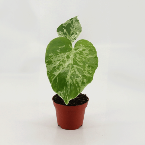 Monstera deliciosa ‘Bulbasaur’ - Sprouts of Bristol