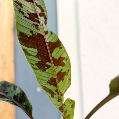 Musa acuminata 'Zebrina' - Blood Banana - Sprouts of Bristol