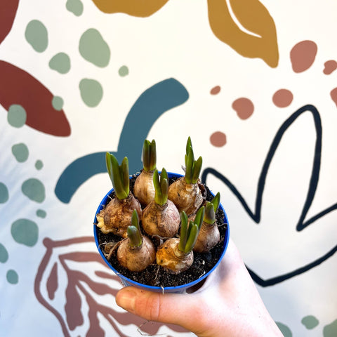 Muscari 'Blue Magic' - Potted Blue Grape Hyacinth Bulbs - Sprouts of Bristol