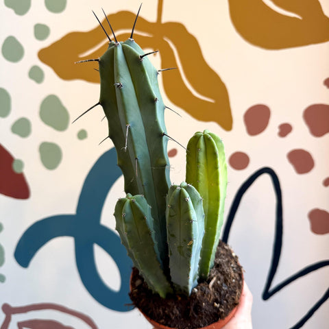 Myrtillocactus geometrizans – Blue Myrtle Cactus - Sprouts of Bristol