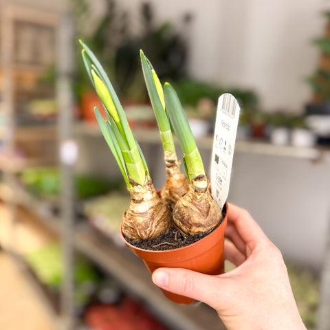 Narcissus 'Bernett Browning' - Potted Daffodils - Sprouts of Bristol