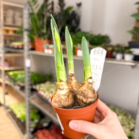 Narcissus 'Bernett Browning' - Potted Daffodils - Sprouts of Bristol
