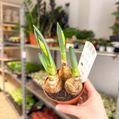 Narcissus 'Bernett Browning' - Potted Daffodils - Sprouts of Bristol