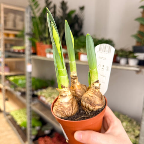 Narcissus 'Bernett Browning' - Potted Daffodils - Sprouts of Bristol