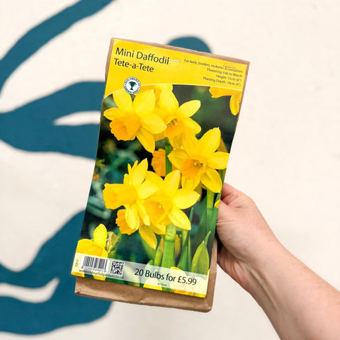 Narcissus ‘Tête-à-Tête’ – Dwarf Daffodil Bulbs – Pack of 20 - Sprouts of Bristol