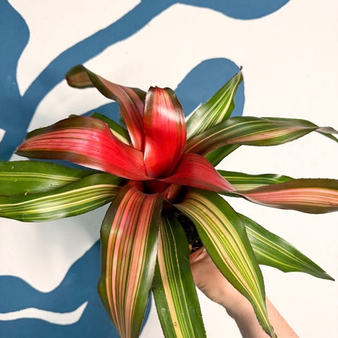 Neoregelia ‘Fancy’ – Blushing Bromeliad - Sprouts of Bristol