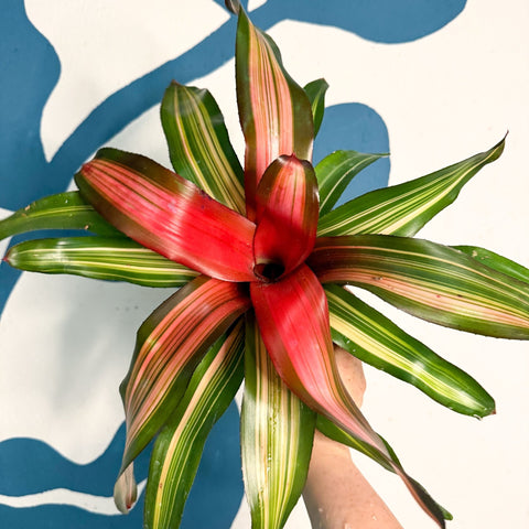 Neoregelia ‘Fancy’ – Blushing Bromeliad - Sprouts of Bristol