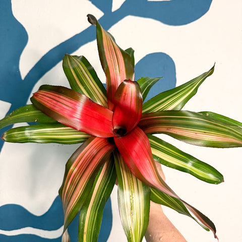 Neoregelia ‘Fancy’ – Blushing Bromeliad - Sprouts of Bristol