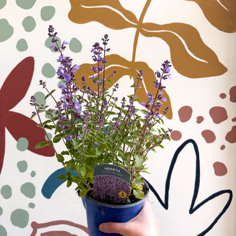 Nepeta × faassenii 'Kitten Around' - Cat Mint - British Grown Perennial - Sprouts of Bristol