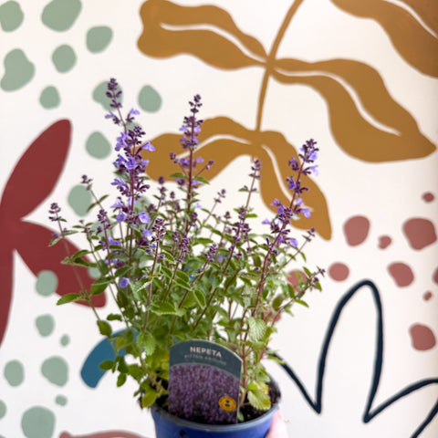 Nepeta × faassenii 'Kitten Around' - Cat Mint - British Grown Perennial - Sprouts of Bristol