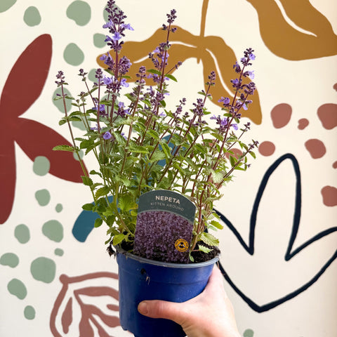 Nepeta × faassenii 'Kitten Around' - Cat Mint - British Grown Perennial - Sprouts of Bristol