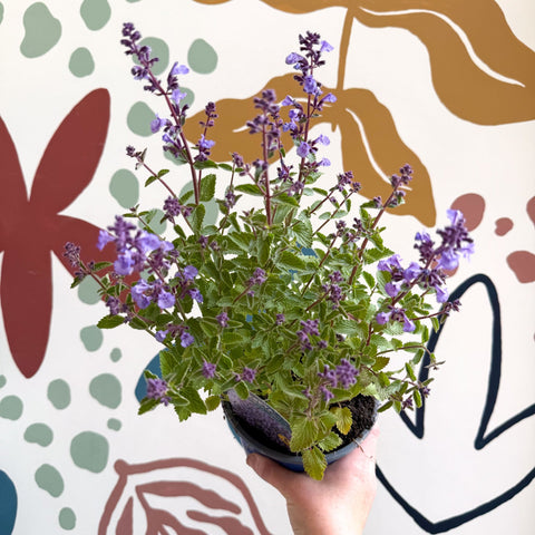Nepeta × faassenii 'Kitten Around' - Cat Mint - British Grown Perennial - Sprouts of Bristol
