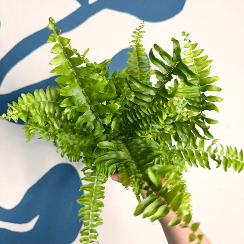 Nephrolepis exaltata ‘Vitale’ – Boston Fern - Sprouts of Bristol
