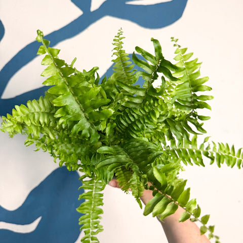 Nephrolepis exaltata ‘Vitale’ – Boston Fern - Sprouts of Bristol