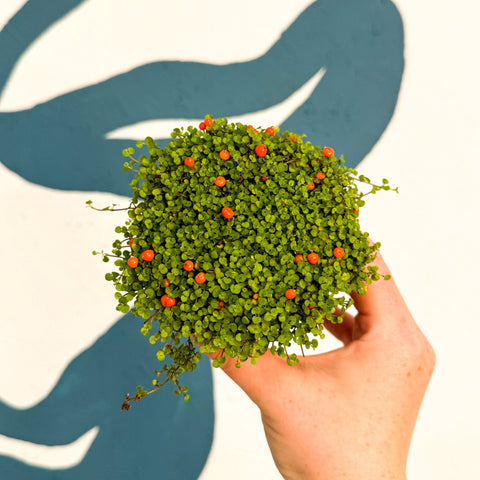 Nertera granadensis ‘Astrid’ – Coral Bead Plant - Sprouts of Bristol