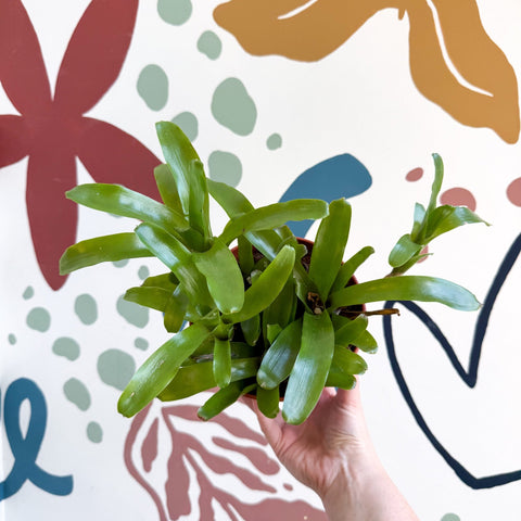 Nidularium schultesianum 'Fireball' - Blushing Bromeliad - Sprouts of Bristol