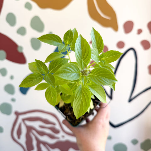 Ocimum basilicum 'Lemon' - Lemon Basil - Cotswolds Grown Culinary Herbs - Sprouts of Bristol