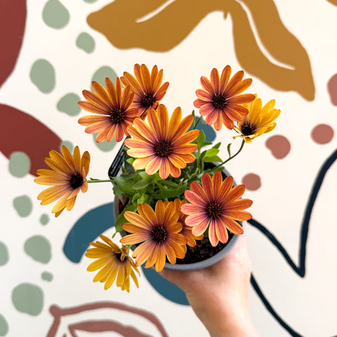 Osteospermum 'Tradewinds Yellow Imp' - African Daisy - British Grown - Sprouts of Bristol