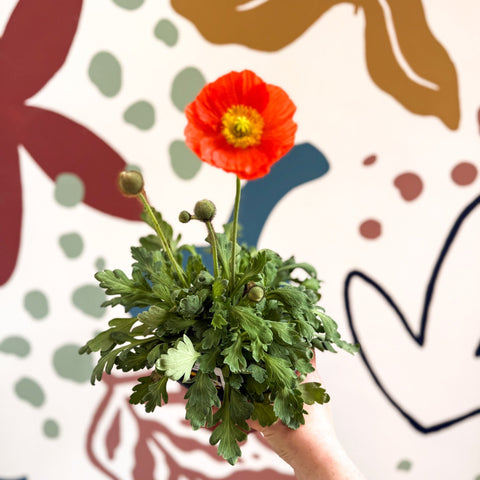 Papaver nudicaule 'Gartenzwerg' - Icelandic Poppy (mixed colours) - Sprouts of Bristol