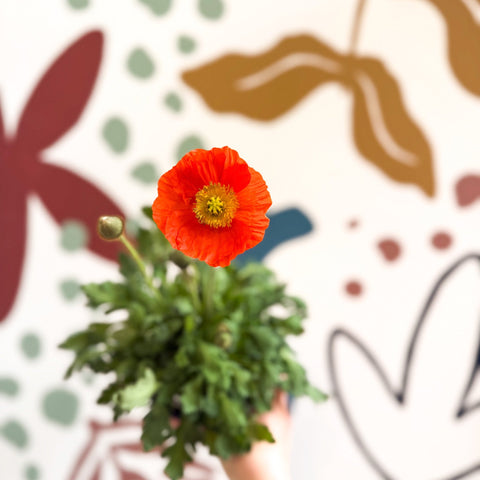Papaver nudicaule 'Gartenzwerg' - Icelandic Poppy (mixed colours) - Sprouts of Bristol