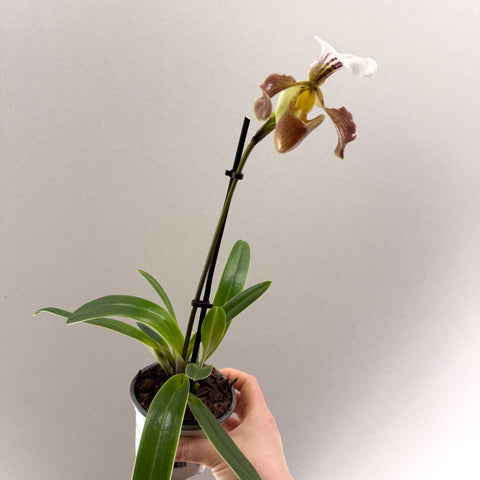 Paphiopedilum spp. – Mauve Slipper Orchid - Sprouts of Bristol