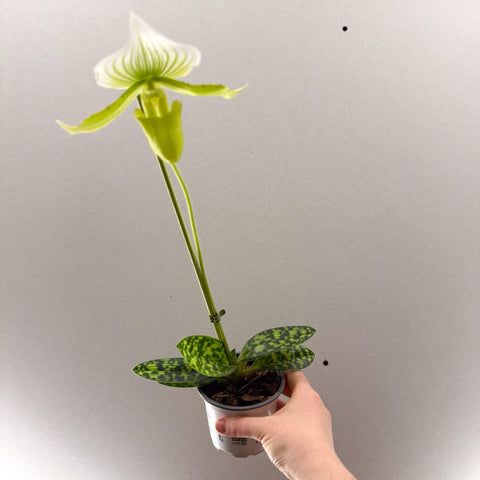 Paphiopedilum x Maudiae ‘Femme’ – Lady’s Slipper Orchid - Sprouts of Bristol