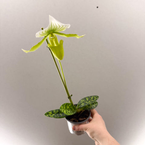 Paphiopedilum x Maudiae ‘Femme’ – Lady’s Slipper Orchid - Sprouts of Bristol