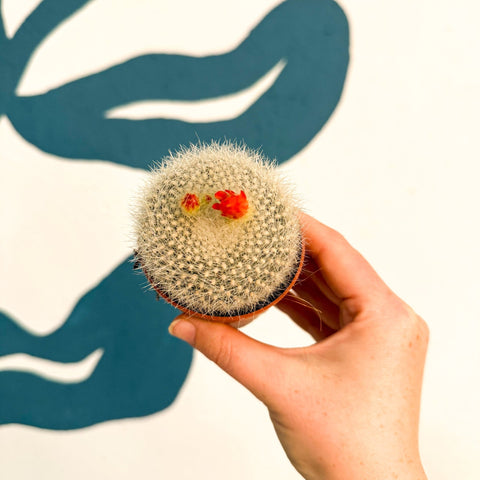 Parodia haselbergii – Scarlet Ball Cactus - Sprouts of Bristol