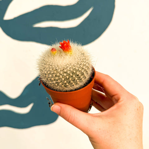 Parodia haselbergii – Scarlet Ball Cactus - Sprouts of Bristol