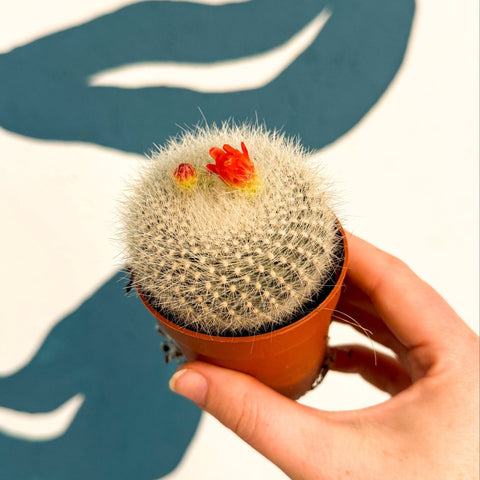 Parodia haselbergii – Scarlet Ball Cactus - Sprouts of Bristol