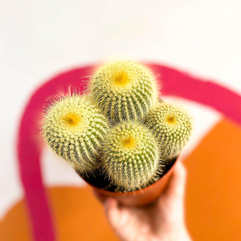 Parodia leninghausii - Golden Ball Cactus - Sprouts of Bristol