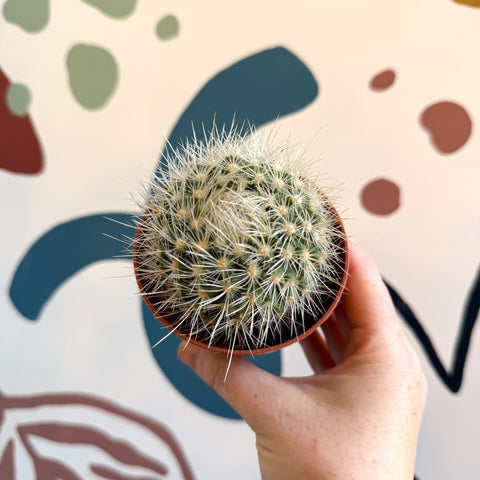 Parodia penicillata – Powder Puff Ball Cactus - Sprouts of Bristol