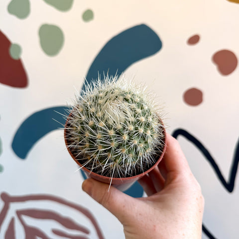 Parodia penicillata – Powder Puff Ball Cactus - Sprouts of Bristol