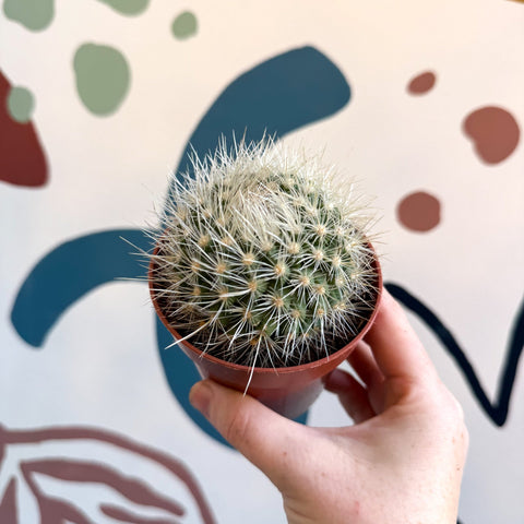 Parodia penicillata – Powder Puff Ball Cactus - Sprouts of Bristol