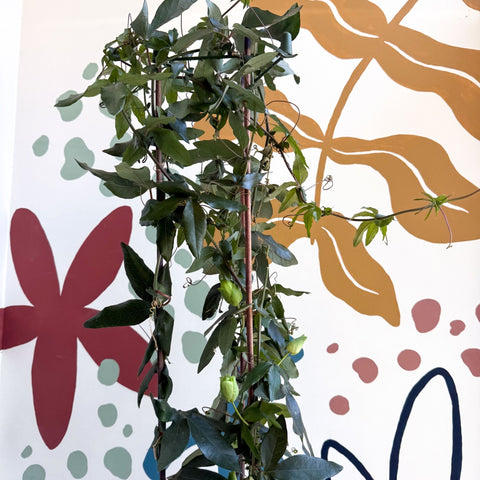 Passiflora caerulea - Passionflower (Mixed Colours) - Sprouts of Bristol
