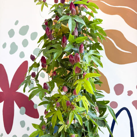 Passiflora × violacea ‘Victoria’ - Pink Passionflower - Sprouts of Bristol
