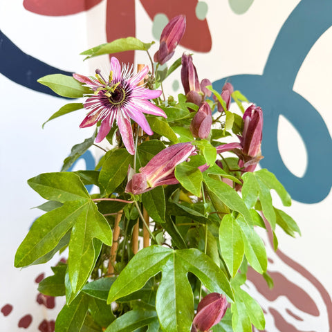 Passiflora × violacea ‘Victoria’ - Pink Passionflower - Sprouts of Bristol