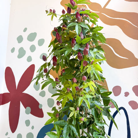 Passiflora × violacea ‘Victoria’ - Pink Passionflower - Sprouts of Bristol