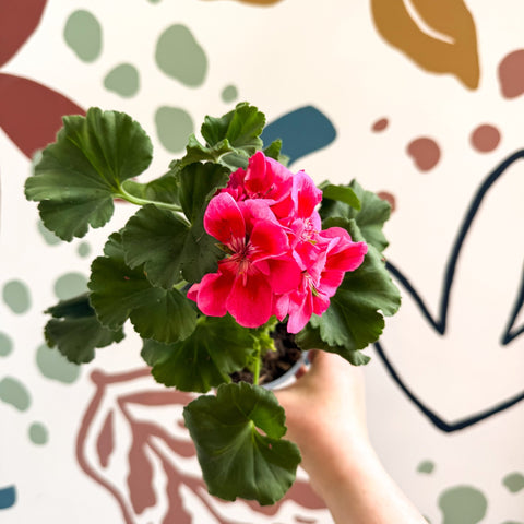 Pelargonium 'Castello Dm Claire Rose Red Eye' - Bedding Geranium - Sprouts of Bristol